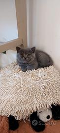 Cuccioli Gatti Scottish Fold