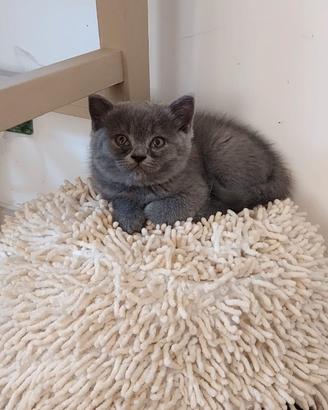 Cuccioli Gatti Scottish Fold