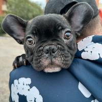 Cuccioli Bulldog Francese