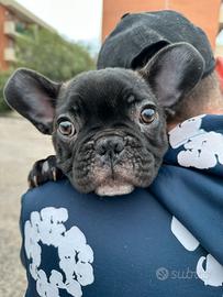 Cuccioli Bulldog Francese