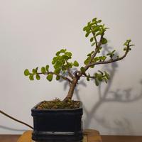 shoin piccoli bonsai