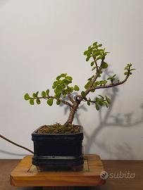 shoin piccoli bonsai