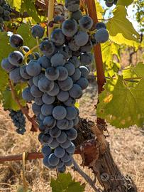 Uva nera da vino