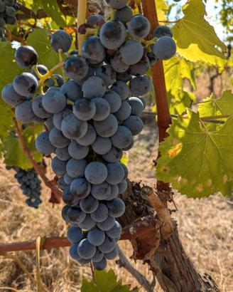 Uva nera da vino