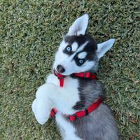 Cuccioli husky