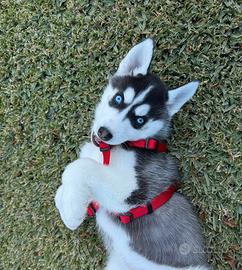 Cuccioli husky