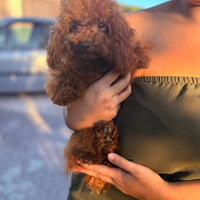 Barboncino minitoy linea asiatica Red Brown