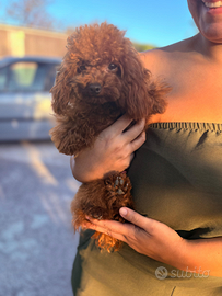 Barboncino minitoy linea asiatica Red Brown