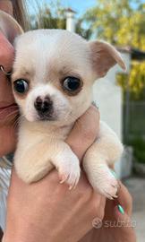 Cucciolo chihuahua pelo corto