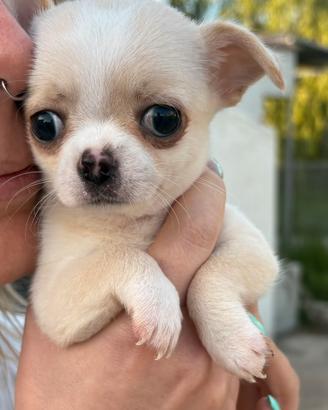 Cucciolo chihuahua pelo corto