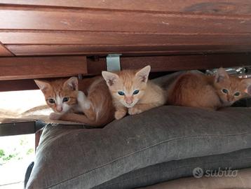 Gattini cuccioli gatto