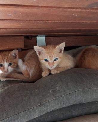 Gattini cuccioli gatto