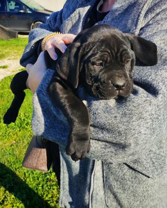 Cuccioli di cane corso