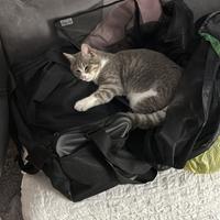 Gattina di un anno sterilizzata