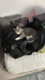 Gattina di un anno sterilizzata