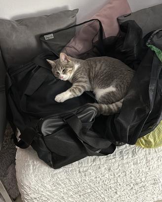 Gattina di un anno sterilizzata