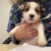 Jack Russell terrier pelo ruvido femmina