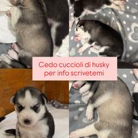 Cuccioli husky