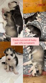 Cuccioli husky