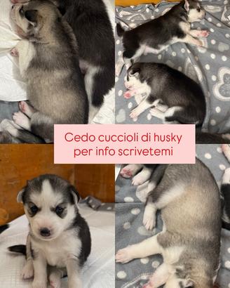 Cuccioli husky