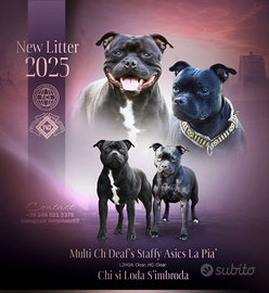Cuccioli Staffordshire bull terrier
