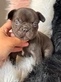 Bulldog francese occhi verdi