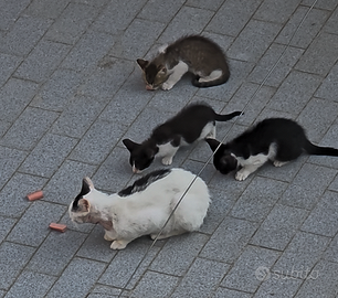 adozione gatto
