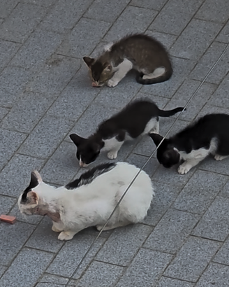 adozione gatto