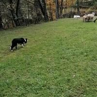 Border collie maschio per riproduzione