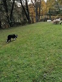 Border collie maschio per riproduzione