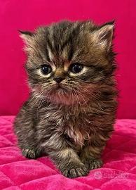 cucciolo gatto persiano MASCHIO 
