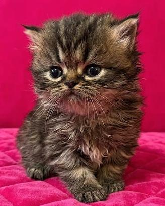 cucciolo gatto persiano MASCHIO 
