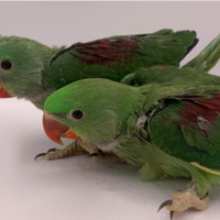 Pulli Grande Alessandrino