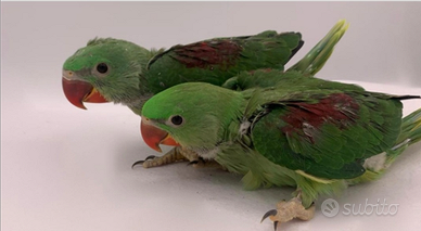 Pulli Grande Alessandrino