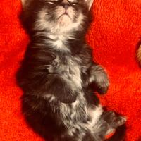 Gattini, cuccioli di Maine Coon