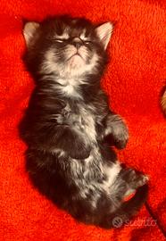 Gattini, cuccioli di Maine Coon