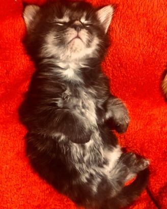 Gattini, cuccioli di Maine Coon