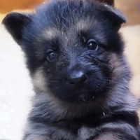 Cuccioli di pastore tedesco