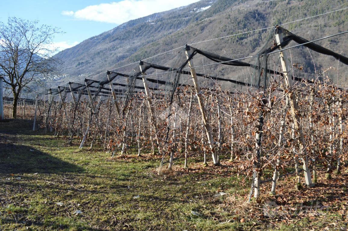 TERRENO A LOVERO - Vista 3
