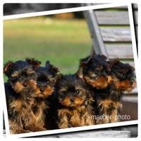Yorkshire Terrier cuccioli