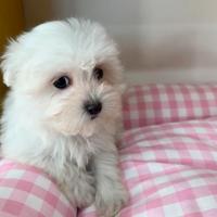 Cucciola maltese toy