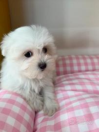 Cucciola maltese toy