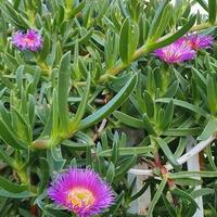 Talee di piante grasse e semigrasse