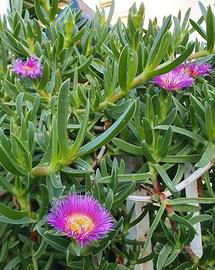 Talee di piante grasse e semigrasse