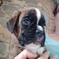 Cuccioli boxer