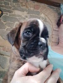 Cuccioli boxer