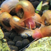 Planorbarius Pink
