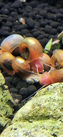Planorbarius Pink