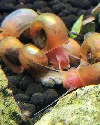 Planorbarius Pink