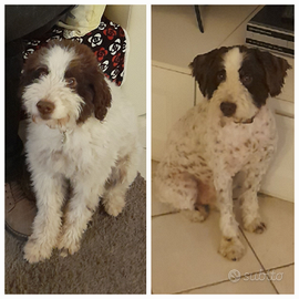Lagotto Romagnolo Maschio per Monta